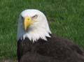 A bald eagle.  This is one of the birds in the bird exhibit.