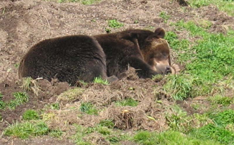 A sleeping bear