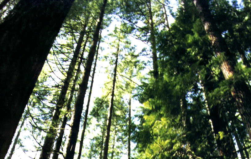 A view of the massive trees along the trail up Tiger Mountain.